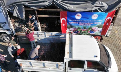 Giresunda Maviyemiş üretimi artıyor