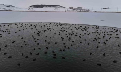 Göl buz tuttu, kuşlar görsel şölen oluşturdu