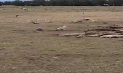 Gölede kara akbaba sürüsü görüntülendi