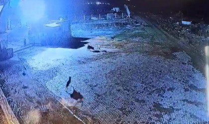 Gümüşhanede aç kalan kurt sürüsü bekçi köpeğini parçaladı