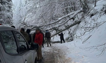 Kar ve tipiye dayanmayan ağaçlar Gölcük Tabiat Parkı yoluna devrildi