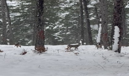 Karla kaplanan ormandaki karacalar kamerada