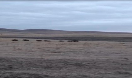 Karsta domuz sürüsü görüntülendi