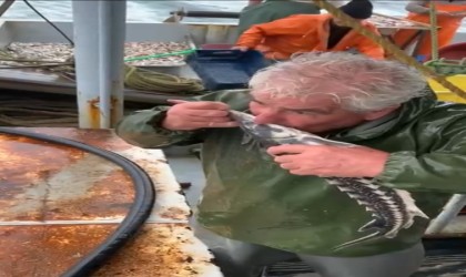 Kırklarelinde yakalanan nesli tehlikedeki mersin balığı denize bırakıldı