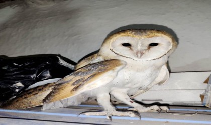 Konyada kanadı kırık bayağı peçeli baykuş tedavi altına alındı