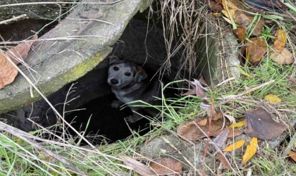Kuyuya düşerek mahsur kalan sokak köpeğinin yardımına itfaiye koştu