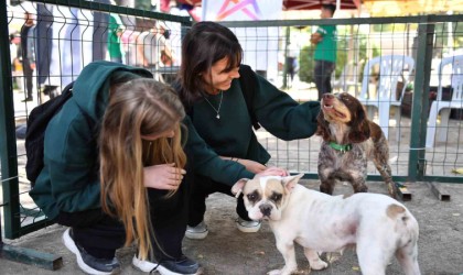 Mersinde patili dostlar yeni yuvalarına kavuştu