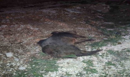 Minibüsün çarptığı domuz telef oldu