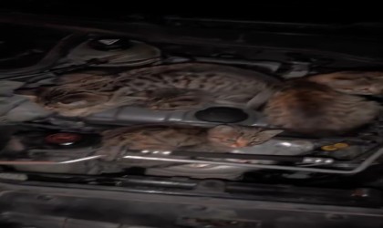 Otomobilin kaputunu açınca gördüğü manzaraya inanamadı