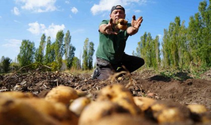 Patatesteki yüksek rekolte çiftçiye maniler türküler söyletti