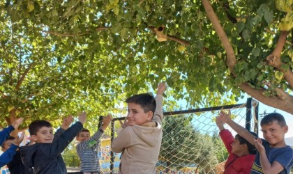 Silvanda kuş yuvaları ile ekosisteme katkı