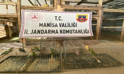 Üretimi yasak papağan satışı yapan şahsa 1 buçuk milyonluk ceza