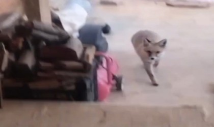 Yayladaki evin davetsiz misafiri tilki oldu