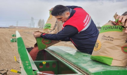 300 ton buğday ekimi gerçekleştirildi