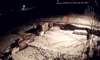 Aç kalan kurtların köpeklere saldırdığı anlar kamerada