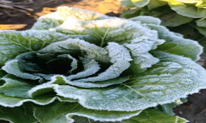 Adanada tarımı don vurdu