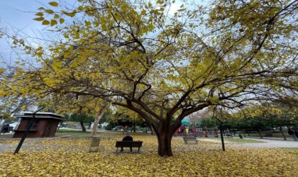 Adanada yapraklarını döken ağaçlar görsel şölen sundu