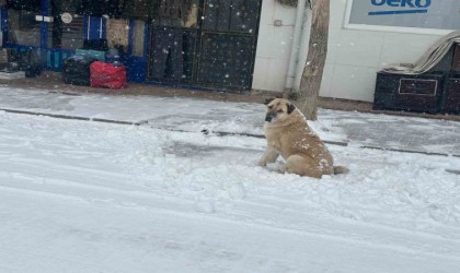 Adananın Tufanbeyli ilçesinde kar etkili oldu