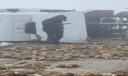 Afşinde pancar yüklü tır devrildi