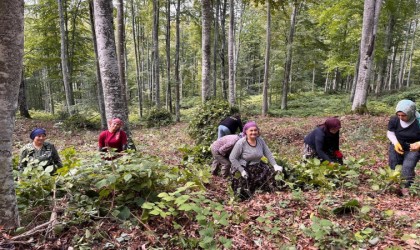 Akçakocada ormanda gençleştirme yapıldı