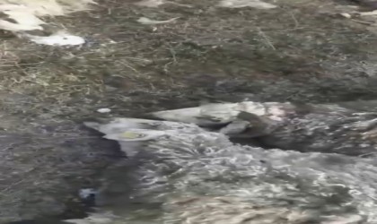 Arpaçayda kurtlar dehşet saçtı