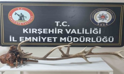 Avlanması yasak kızıl geyik boynuzunu satarken yakalandı