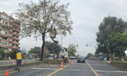 Aydın Büyükşehir Belediyesinden Denizli Bulvarında ağaç budama çalışması