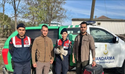 Aydında yaralı kızıl şahin bulundu