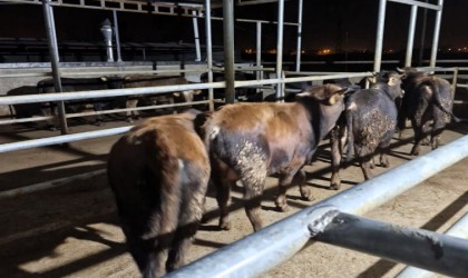 Babaeskide hayvan kaçakçılarına 139 bin 986 TL para cezası