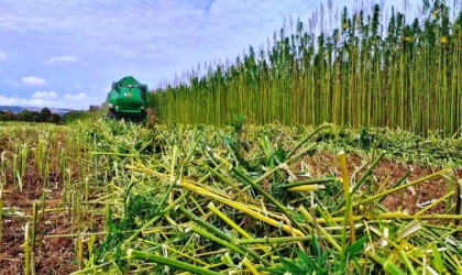 Bağımlılar, endüstriyel kenevir tarlalarına dadanmaktan vazgeçti