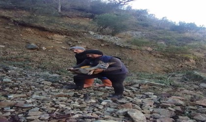 Başıboş köpeklerden kaçıp boş alabalık havuzuna düşen dişi karacayı kurtardılar