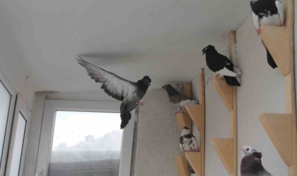 Bayburt güvercini Türkiyenin en değerli 4 ötücü güvercin türü arasında yer alıyor