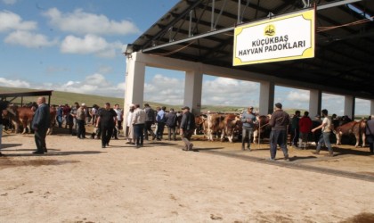 Bayburttaki hayvan pazarlarında şap karantinası