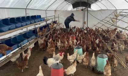 Bodrumda sahipsiz köpekler dehşet saçtı: Binden fazla tavuk telef oldu