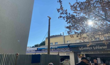 Çanakkalede köpekten kaçan kedi 5 saat direkte bekledi