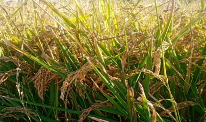 Çeltik üretimine bilimsel dokunuş: Verimlilik arttırılacak