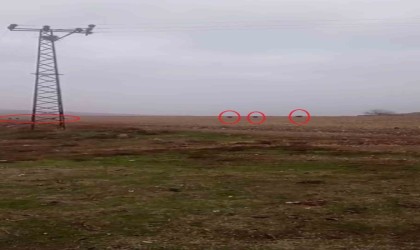 Diyarbakırda tarlada domuz sürüsü