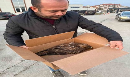 Duyarlı vatandaşlar kızıl şahinin hayatını kurtardı