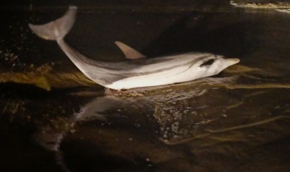 EKODOSD Başkanı Sürücü: “Yunusların yaşatılması için havuz projesi önerimiz var”