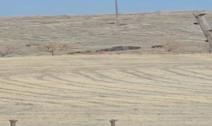 Elazığda domuz sürüsü görüldü