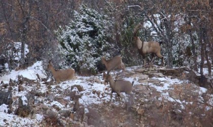 Elazığda yaban keçisi envanter çalışması yapıldı