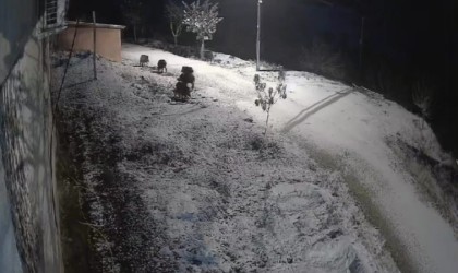 Elazığda yiyecek arayan domuz sürüsü kameraya yansıdı