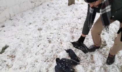 Erzincanda kargalar dondu