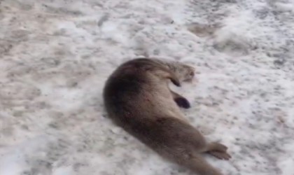 Erzincanda nesli tükenmekte olan vaşak ve su samuru araç çarpması sonucu telef oldu