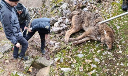 Erzincanda yaralı kurt kurtarıldı