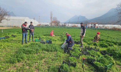 Eskişehirde yaprağı yenen sebzelerde kalıntıyla mücadele çalışmaları devam ediyor