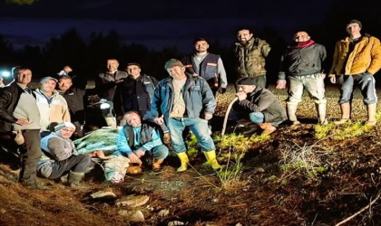 Firari düve 4 gün sonra yakalandı