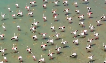 Flamingolar Vanı çok sevdi