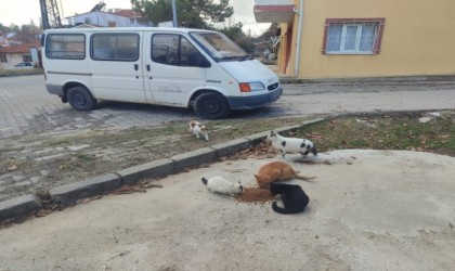 Gedizde sokak hayvanlarına mama desteği