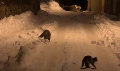 Gümüşhanede aç kalan tilkiden sonra aç kalan ayılar da şehre indi